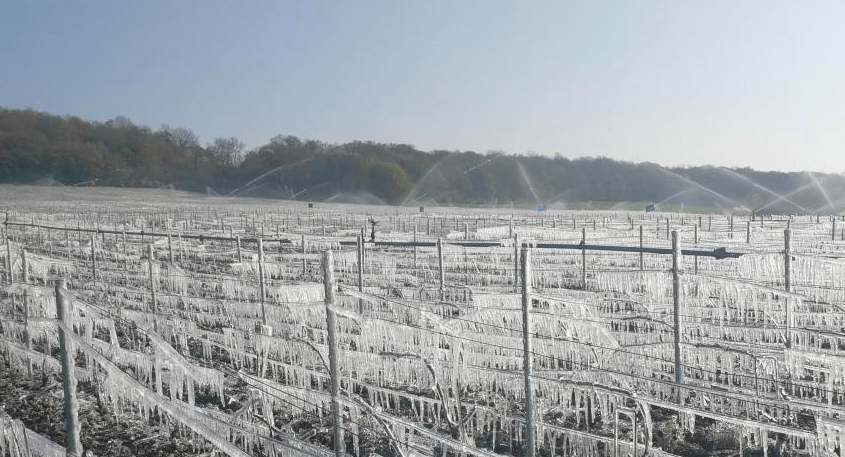 Comment anticiper le gel des cultures avec les capteurs IoT ?